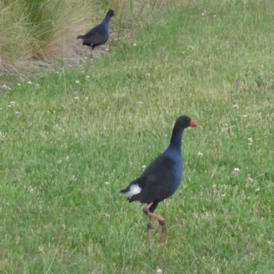 Porphyrio melanotus (Australasian Swamphen) at Coombs, ACT - 6 Dec 2021 by AJB