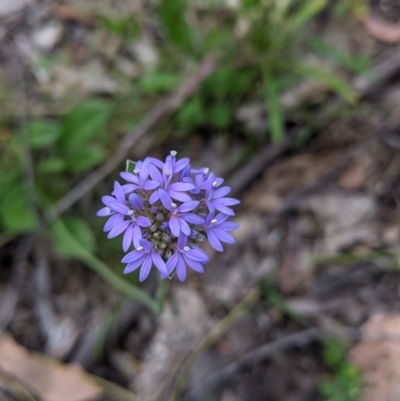 Brunonia australis (Blue Pincushion) at Carabost, NSW - 5 Dec 2021 by Darcy