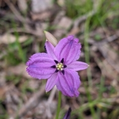 Arthropodium fimbriatum (Nodding Chocolate Lily) at Carabost Flora Reserve - 5 Dec 2021 by Darcy