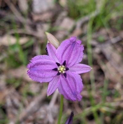 Arthropodium fimbriatum (Nodding Chocolate Lily) at Carabost, NSW - 5 Dec 2021 by Darcy