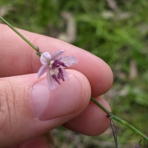 Arthropodium milleflorum at Carabost, NSW - 6 Dec 2021