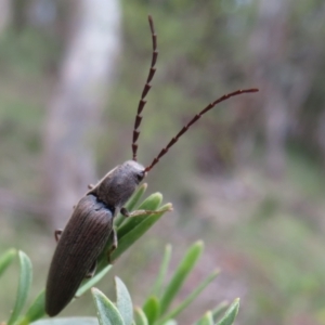 Elateridae sp. (family) at Cotter River, ACT - 29 Nov 2021