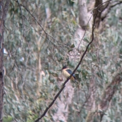 Todiramphus sanctus at Carabost, NSW - 6 Dec 2021