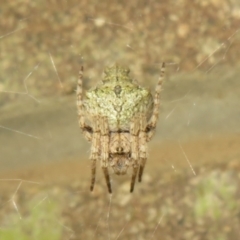 Araneinae (subfamily) (Orb weaver) at Cotter River, ACT - 29 Nov 2021 by Christine