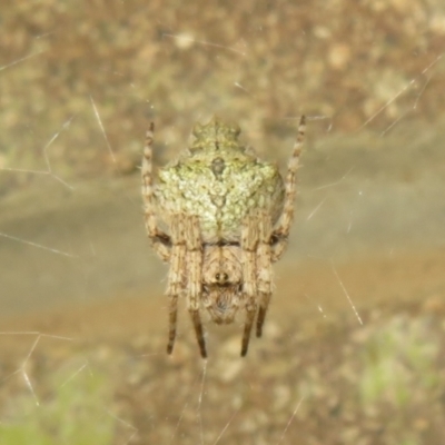 Araneinae (subfamily) (Orb weaver) at Cotter River, ACT - 29 Nov 2021 by Christine