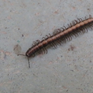 Paradoxosomatidae sp. (family) at Cotter River, ACT - 29 Nov 2021