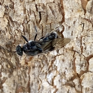 Lecomyia sp. (genus) at suppressed - suppressed