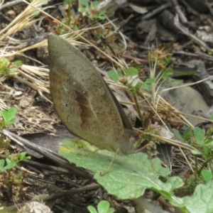 Heteronympha merope at Ainslie, ACT - 3 Dec 2021 01:42 PM