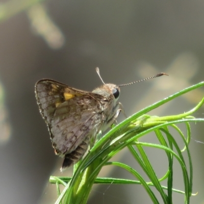 Trapezites phigalioides (Montane Ochre) at Molonglo Valley, ACT - 3 Dec 2021 by Christine