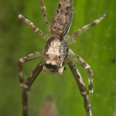 Helpis minitabunda (Threatening jumping spider) at Belconnen, ACT - 7 Dec 2021 by Spectregram