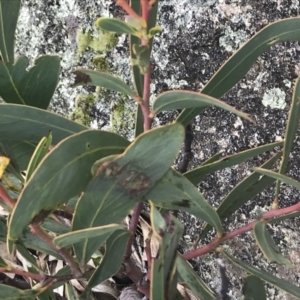 Acacia obliquinervia at Yaouk, NSW - 28 Nov 2021