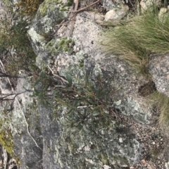 Acacia obliquinervia at Yaouk, NSW - 28 Nov 2021