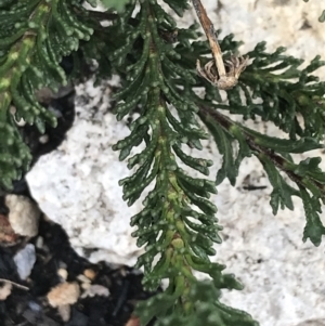 Olearia heloderma at Yaouk, NSW - 28 Nov 2021 12:48 PM