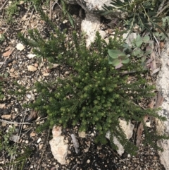 Olearia heloderma at Yaouk, NSW - 28 Nov 2021 12:48 PM