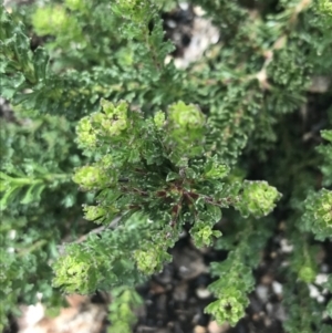 Olearia heloderma at Yaouk, NSW - 28 Nov 2021 12:48 PM