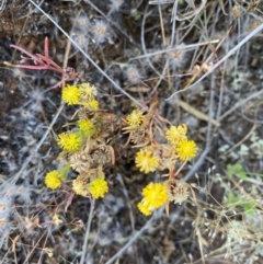 Triptilodiscus pygmaeus (Annual Daisy) at Fentons Creek, VIC - 3 Dec 2021 by KL