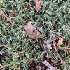 Einadia nutans subsp. nutans (Climbing Saltbush) at Fentons Creek, VIC - 4 Dec 2021 by KL