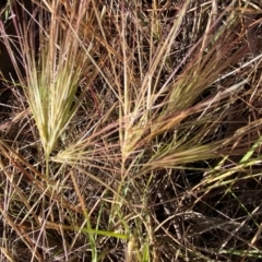 Aristida behriana (Bunch Wiregrass) at Fentons Creek, VIC - 4 Dec 2021 by KL