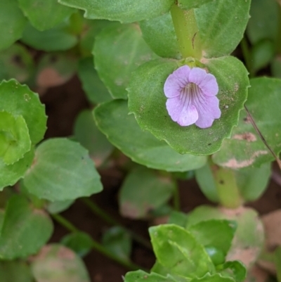 Gratiola peruviana (Australian Brooklime) at Carabost, NSW - 6 Dec 2021 by Darcy