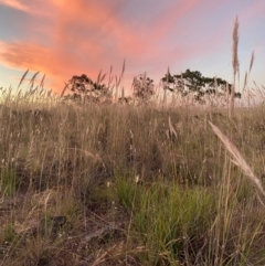 Austrostipa sp. (A Corkscrew Grass) at Fentons Creek, VIC - 3 Dec 2021 by KL