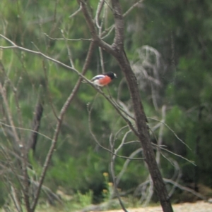 Petroica boodang at Carabost, NSW - 6 Dec 2021