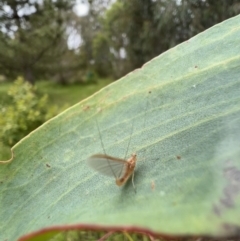 Ephemeroptera (order) at Murrumbateman, NSW - 6 Dec 2021