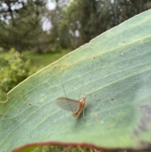 Ephemeroptera (order) at Murrumbateman, NSW - 6 Dec 2021