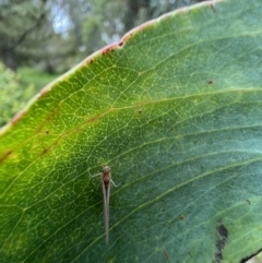 Ephemeroptera (order) at Murrumbateman, NSW - 6 Dec 2021