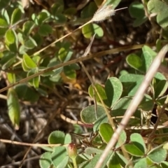 Oxalis (genus) (Wood Sorrel) at Fentons Creek, VIC - 5 Dec 2021 by KL