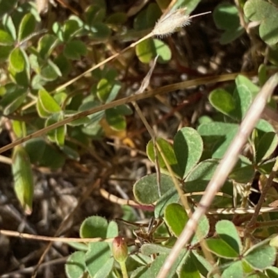 Oxalis sp. (Wood Sorrel) at Fentons Creek, VIC - 4 Dec 2021 by KL