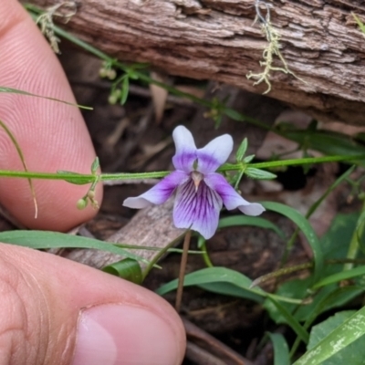 Viola hederacea (Ivy-leaved Violet) at Coppabella, NSW - 6 Dec 2021 by Darcy