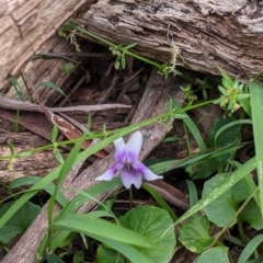 Viola hederacea at Coppabella, NSW - 6 Dec 2021