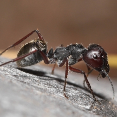 Camponotus suffusus (Golden-tailed sugar ant) at ANBG - 28 Nov 2021 by TimL