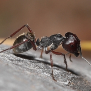 Camponotus suffusus at Acton, ACT - 28 Nov 2021