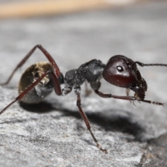 Camponotus suffusus at Acton, ACT - 28 Nov 2021