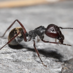 Camponotus suffusus at Acton, ACT - 28 Nov 2021 01:00 PM