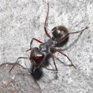 Camponotus suffusus at Acton, ACT - 28 Nov 2021