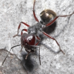 Camponotus suffusus at Acton, ACT - 28 Nov 2021