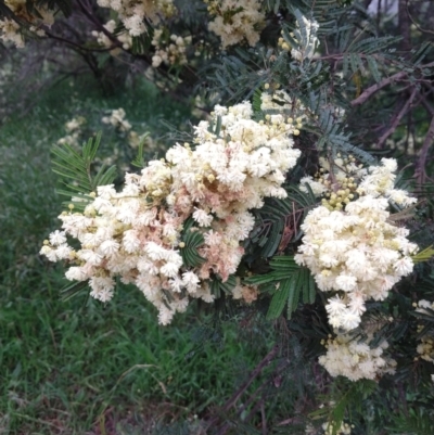 Acacia mearnsii (Black Wattle) at Majors Creek, NSW - 4 Dec 2021 by LyndalT