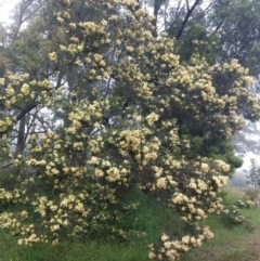 Acacia mearnsii at Majors Creek, NSW - 4 Dec 2021 04:49 PM