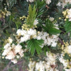 Acacia mearnsii at Majors Creek, NSW - 4 Dec 2021