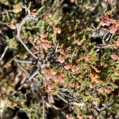 Calytrix tetragona (Common Fringe-myrtle) at Fentons Creek, VIC - 4 Dec 2021 by KL