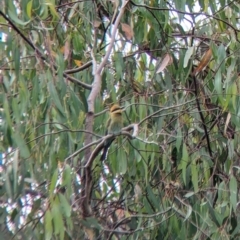 Merops ornatus (Rainbow Bee-eater) at Bonegilla, VIC - 5 Dec 2021 by Darcy