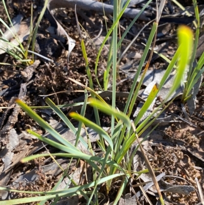 Lomandra filiformis subsp. coriacea (Wattle Matrush) at Fentons Creek, VIC - 4 Dec 2021 by KL