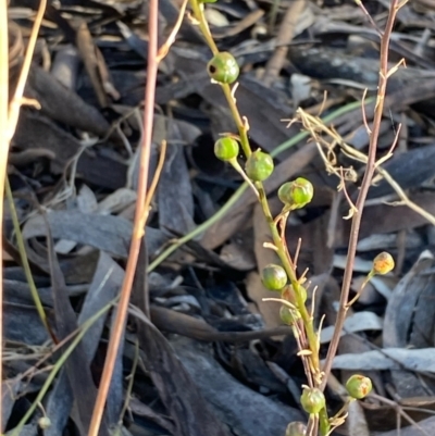 Bulbine sp. at Fentons Creek, VIC - 4 Dec 2021 by KL