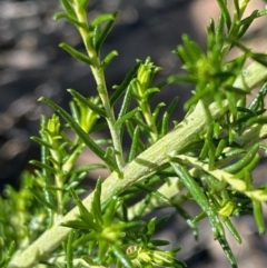 Cassinia sifton (Sifton Bush, Chinese Shrub) at Fentons Creek, VIC - 4 Dec 2021 by KL