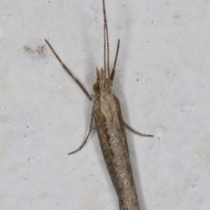 Plutella xylostella at Melba, ACT - 5 Oct 2021