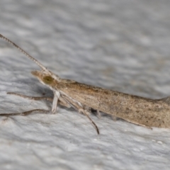 Plutella xylostella at Melba, ACT - 5 Oct 2021