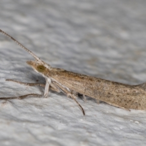 Plutella xylostella at Melba, ACT - 5 Oct 2021