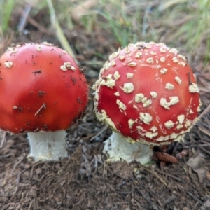 Amanita muscaria at Watson, ACT - 6 Dec 2021